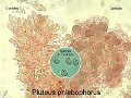 Pluteus phlebophorus-amf1506-micro